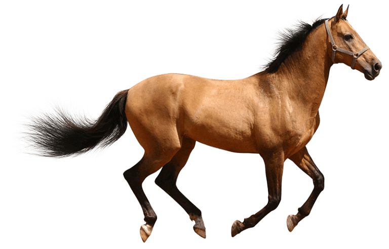 Paard